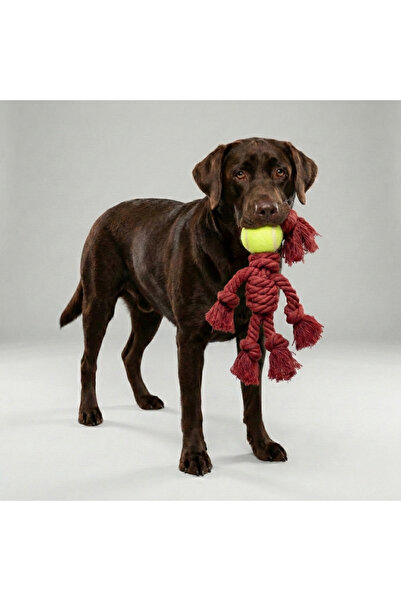 Tailpetz Tennis Ball Four-Handed Pull-Along Dog Toy
