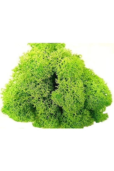 trendbahce Reindeer moss SPRİNG green şoklanmış norveç yosunu (30GR)
