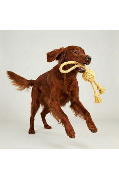 Tailpetz Two-End Dog Tug Toy with Holder
