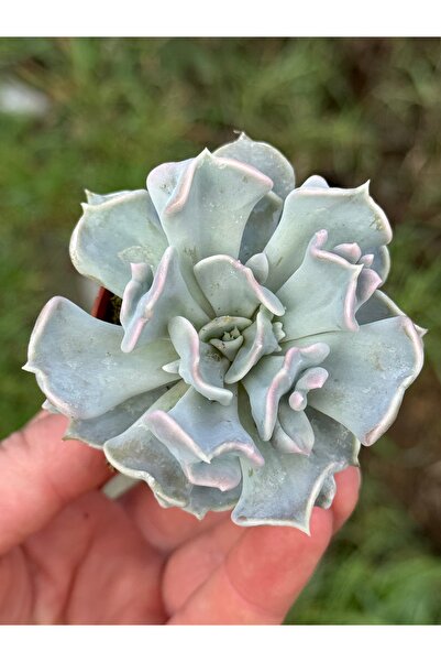 SukuLand Echeveria Thriller Pearl Kore ithal özel tür sukulent 5,5cm saksıda