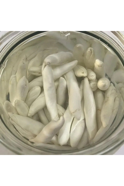 otcu Doğal Kenger Sakızı 5'li