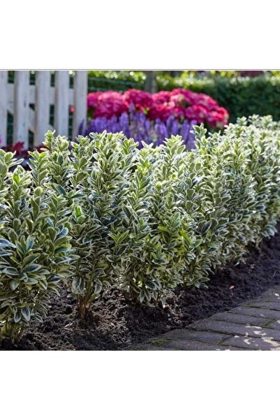 AFYONDOĞAPEYZAJ ÇİT BİTKİSİ BRAVO GÜMÜŞİ TAFLAN 2CLT SAKSILI (20-30CM)