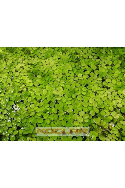 Koçlar Salvinia Natans (25 Kök 50 Yaprak)