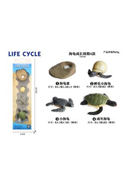 PlayFun Ciclu Viață Broască Țestoasă