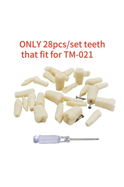 Choice مجموعة من 28 قطعة من نماذج الأسنان التدريبية لطلاب فنيي طب الأسنان