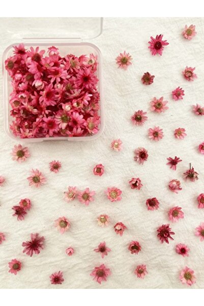 Choice9 علبة واحدة من الزهور الصغيرة الوردية، تشكيلة من الزهور المضغوطة الملو...