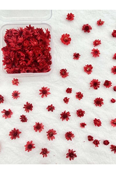 Choice1 علبة واحدة من الزهور الصغيرة الحمراء، مجموعة متنوعة من الزهور المضغوط...