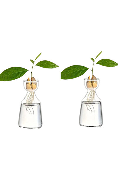 Choice3 مزهرية زراعة بذور الأفوكادو من ستايل 2، قطعتان، أربع قطع - ازرع شجرة ...