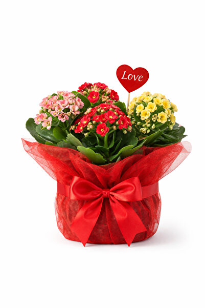 A&N Florya Vadi Sevgililer Günü Özel 4 Köklü Süslemeli Canlı Saksı Kalanchoe ...