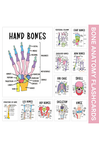 Choice 12 بطاقة تعليمية لتشريح الهيكل العظمي مع 12 صورة إضافية للعظام، دراسة ...