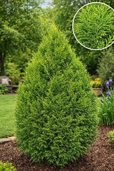 Vasada Mazı Fidanı (Doğu) Thuja Orientalis Tüplü