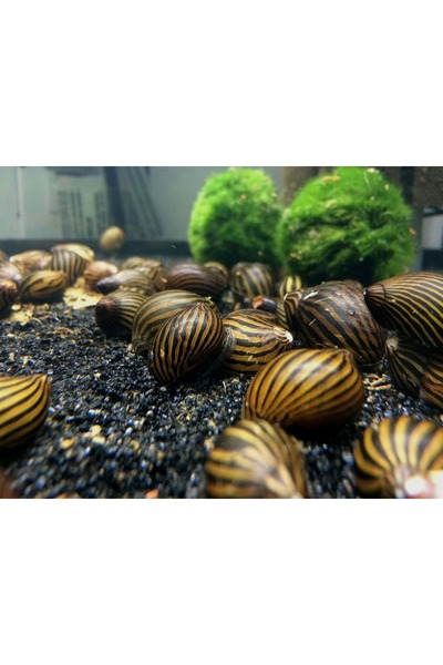 GreenPetShop & Akvaryum ZEBRA NERİTE ÇİZGİLİ Sal yan goz 2 adet