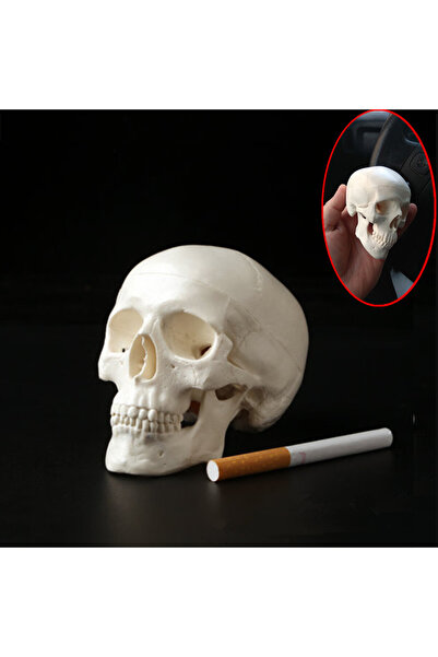 Choice 1pc 1pc Mini Skull Human Anatomical Anatomy Head Medical Model Conveni...