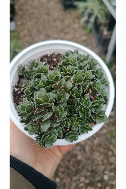 PLANTİS BOTANİK Crassula Lanuginosa 12cm saksılı sukulent