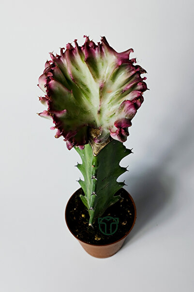 Toptan Kaktüs Euphorbia Lactea Cristata Variegata – Özel Seri Koleksiyon Aşılı