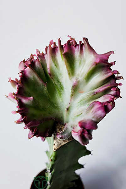 Toptan Kaktüs Euphorbia Lactea Cristata Variegata – Özel Seri Koleksiyon Aşılı