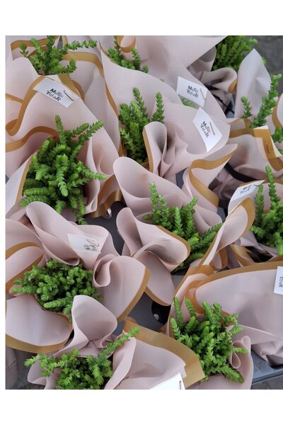 SARMASK Crassula Muscosa Prenses Çamı Sukulent Bitkisi, Özel Günler İçin Süsl...