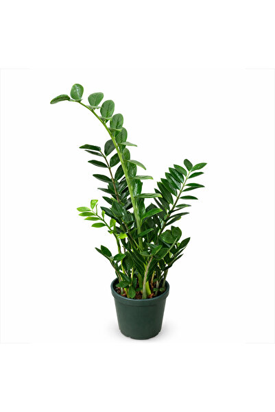 Ernaz Bitki Dünyası Yeşil Zamia Zeze Çiçeği (Zamioculcas) 70-80 Cm Boy | Deko...
