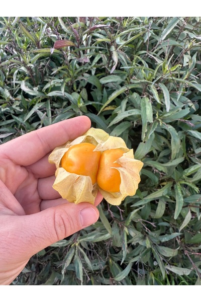 ALANYADAN TROPİKAL Avokado 1Kg Taze Yerli Üretim Doğal + 100GR Altın Çilek