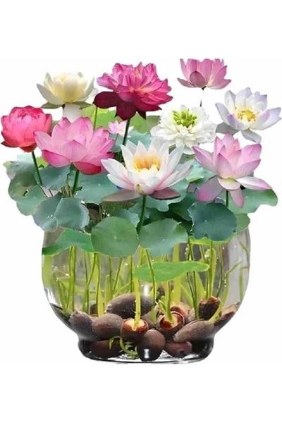prestijiseed 5 Adet Tohum Lotus Çiçeği Karışık Japon Su Zambağı Kase Lotus Çi...