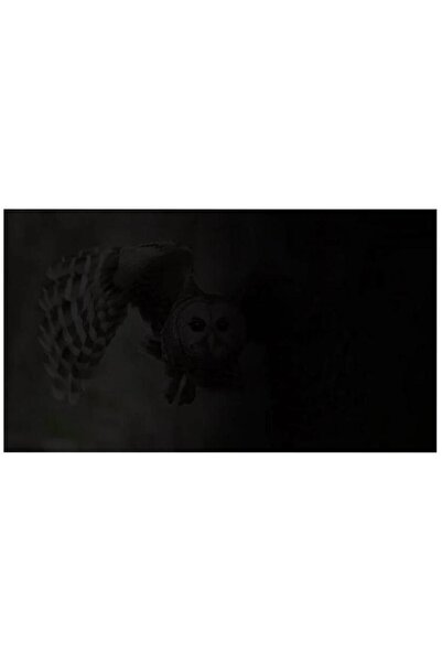 Other NATEC OWL Privacy Filter 23.8 inch Black