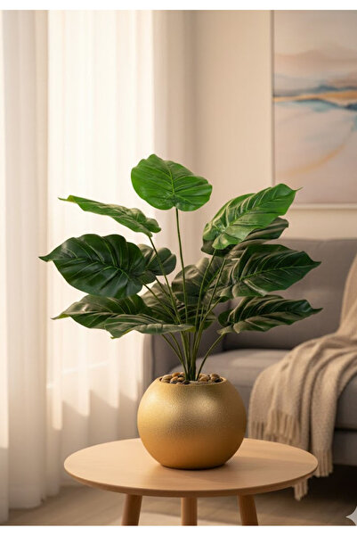 Bashaer Home Heart-shaped leaf seedling (12 leaves) in a round plastic pot