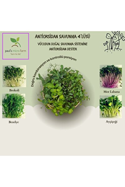 Pauls Micro Farm Sulforafan & Antioksidan Deposu – 4 Günlük Mikro Yeşil Kür P...