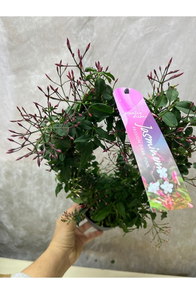 nazlı çiçekçilik Kokulu Yasemin Çiçeği Dışı Kırmızı İçi Beyaz Jasminum