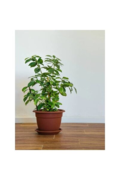 Mimoza Kokulu Gardenya Ev Ve Ofis Bitkisi Gardenya Jasminoides 10-20 cm