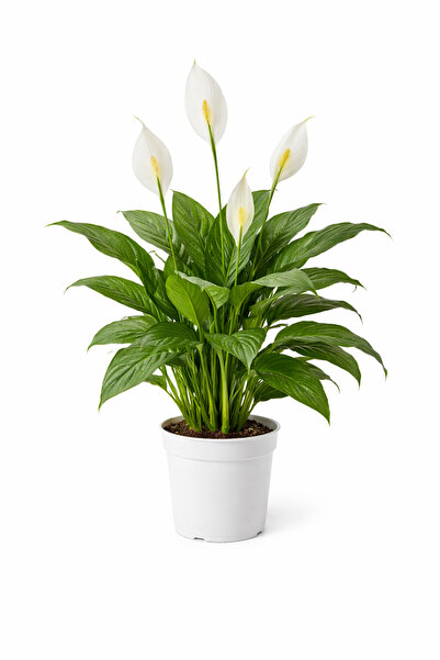 A&N Florya Vadi 40-60 Cm Barış Çiçeği (Spathiphyllum) Canlı Salon Bitkisi Bol...
