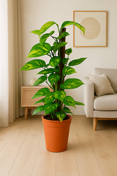 Generic نبات المال الداخلي الطازج أو نبات إبيبرمنوم أوريوم على عصا طحلبية بطو...