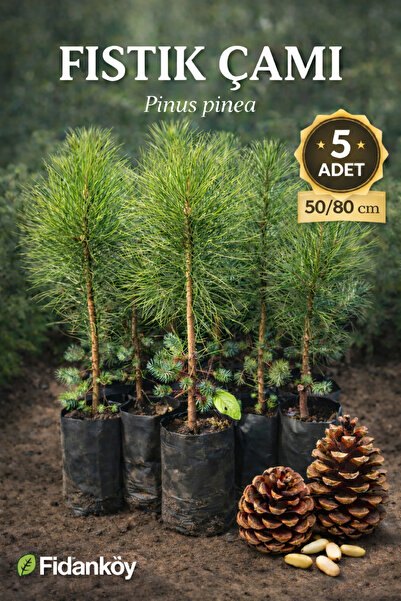FİDANKÖY Fıstık çamı büyük tüplü 50/80 cm 3/4 yaş 5 Adet