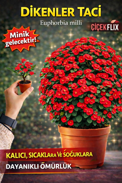 ÇİÇEKFLİX eubhorbia  iç mekan dikenler tacı prenses pembe    mini boy yavru 8...