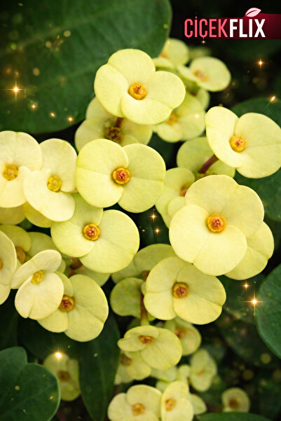 ÇİÇEKFLİX Gold euphorbia dikenler tacı mini boy 12-13cm