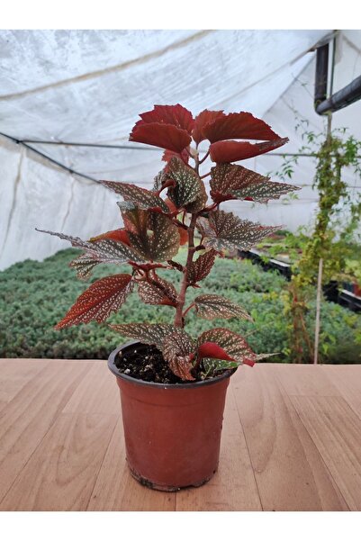 Genel Markalar Begonia Aconitifolia Çilli Begonya ( 13 Cm Saksıda ) Pembe Çiç...