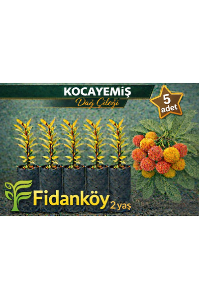 FİDANKÖY Kocayemiş, Dağ çileği 5 adet büyük tüplü fidan