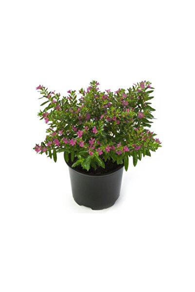 Mimoza Kufeya (Cennet Çiçeği) Pembe Fidanı 10-20 cm