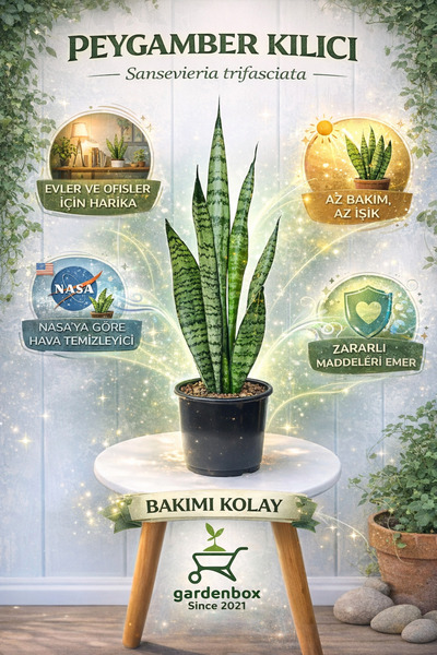 serada decor & plant Kılıç Çiçeği Paşa Kılıcı 40-60cm Peygamber Kılıcı Ev Bit...