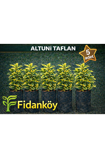 FİDANKÖY Altuni Taflan büyük tüplü 5 adet