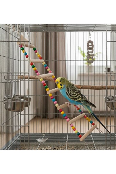 Majoris Büyük Papağan Merdiveni