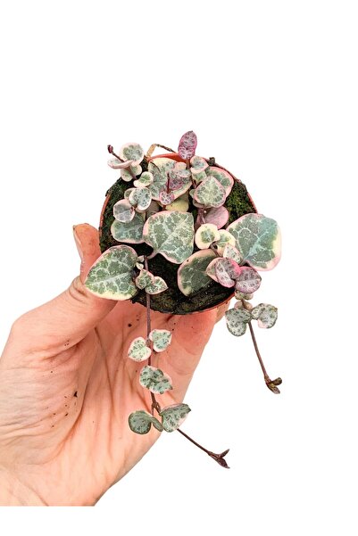 retro çiçekçilik Pembe Alacalı Kalp Kalbe Karşı Bitkisi Ceropegia Woodii Vari...