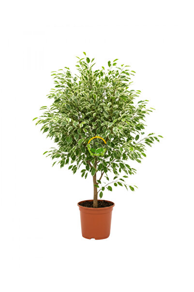 FİDAN SEPETİM Alaca Renk Ficus Benjamin Bitkisi 'Golden King'