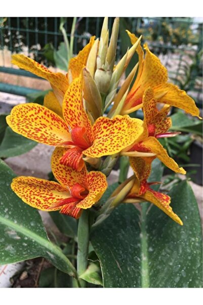Birtutamrenk Canna Indica kanna sarı kırmızı çilli saksısız açık kök