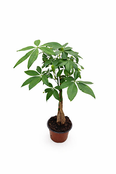 Ernaz Bitki Dünyası Pachira Aquatica (Money Tree – Para Ağacı) | 14 cm Saksı ...