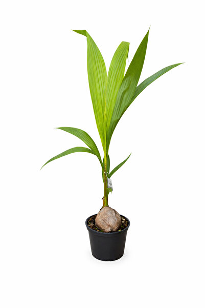 Ernaz Bitki Dünyası Coconut Palm Cocos Nucifera (Hindistan Cevizi Palmiyesi) ...