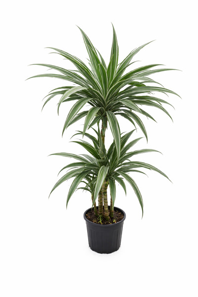 Ernaz Bitki Dünyası Dracaena Fragrans ‘Warneckii’ 3 Gövdeli | 21 cm Saksı | 9...