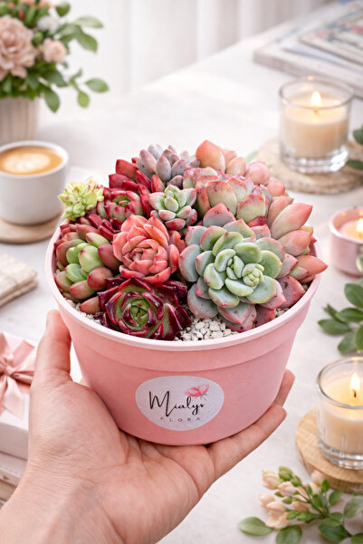 Mialys Premium İthal Sukulent Çiçek Aranjmanı Hediyelik Canlı Bitki - Pembe R...