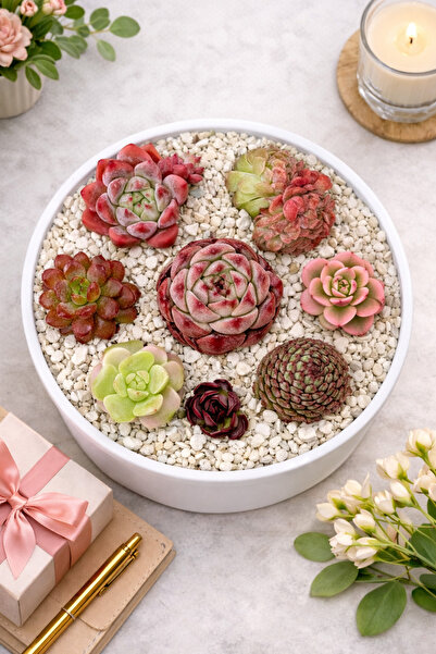 Mialys İthal Premium Sukulent Aranjmanı | Nadir Özel ve Renkli Türler Beyaz S...