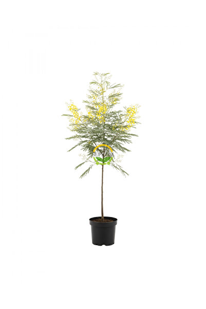 FİDAN SEPETİM 3 Yaş Mimoza Ağacı Fidanı - Gümüşi akasya (Acacia dealbata)