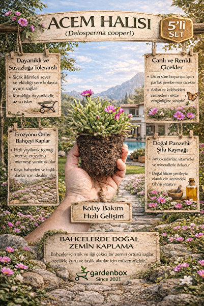 Bitkim Sende Mezem Yer Örtücü Acem Halısı Çiçeği Mezarlık Üstüne Uygun 3 Adet...